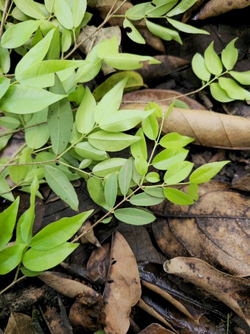 Ramos de Jabuticaba-de-alagoas - Plinia sp.
