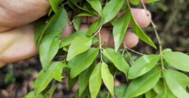 Ramos de Jabuticaba-de-alagoas - Plinia sp.