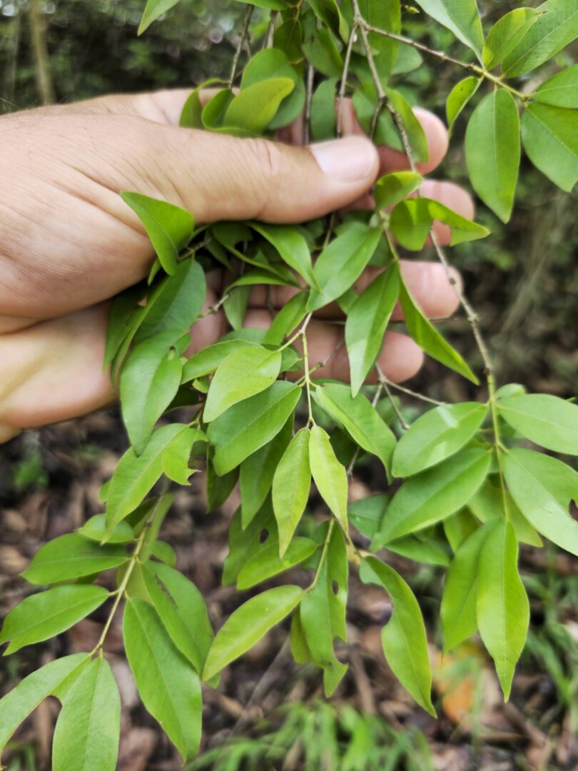 Ramos de Jabuticaba-de-alagoas - Plinia sp.
