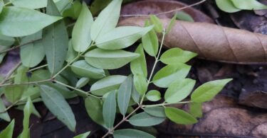 Ramos de Jabuticaba-de-alagoas - Plinia sp.