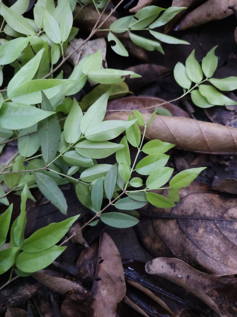 Ramos de Jabuticaba-de-alagoas - Plinia sp.