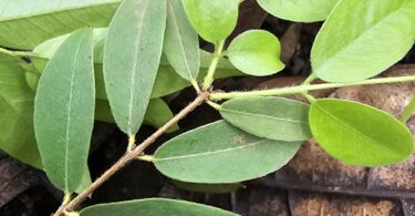 Ramos de Jabuticaba-de-alagoas - Plinia sp.