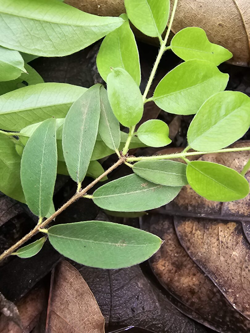 Ramos de Jabuticaba-de-alagoas - Plinia sp.