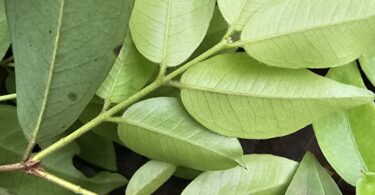 Ramos de Jabuticaba-de-alagoas - Plinia sp.