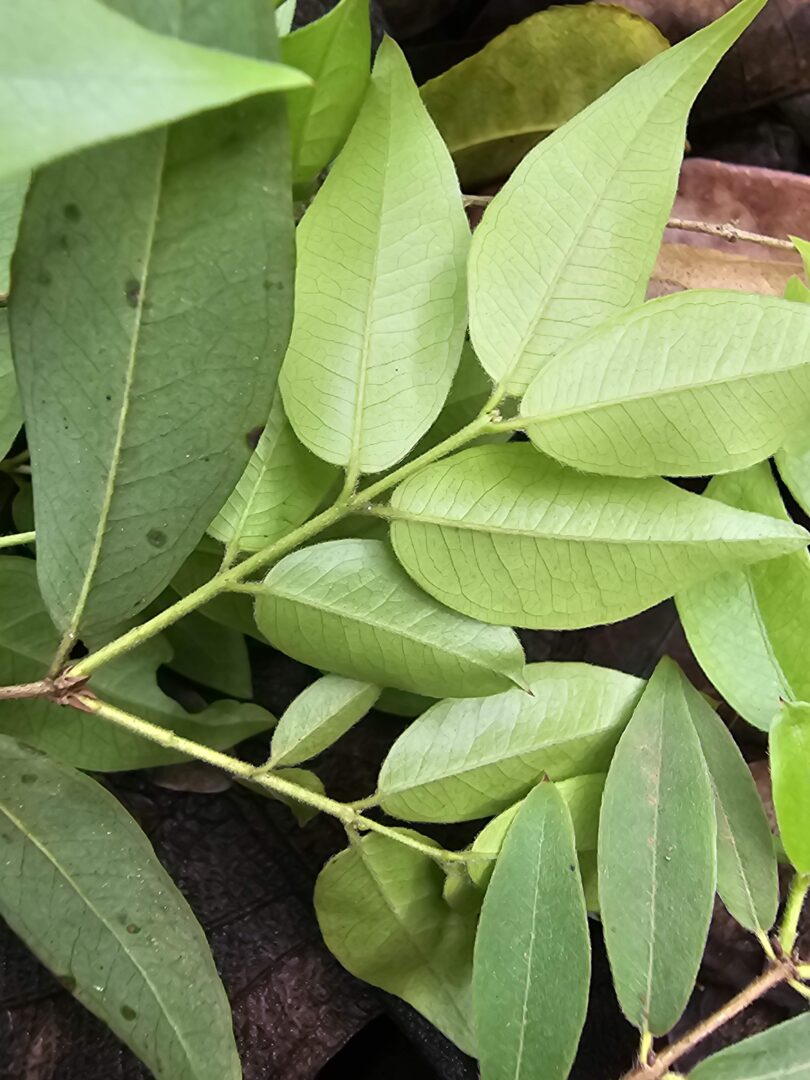 Ramos de Jabuticaba-de-alagoas - Plinia sp.