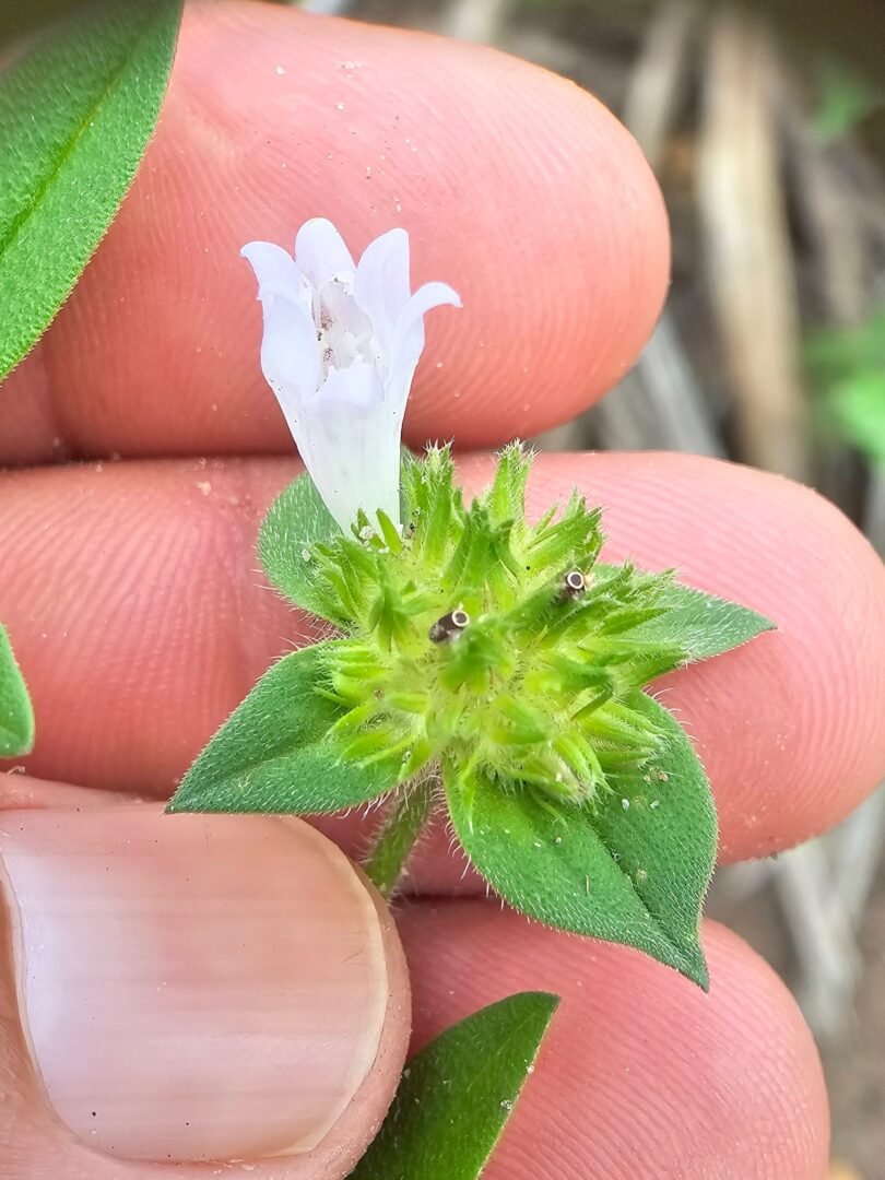 Richardia grandiflora (Cham. & Schltdl.) Steud. - Poaia-do-campo