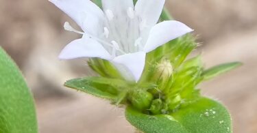 Richardia grandiflora (Cham. & Schltdl.) Steud. - Poaia-do-campo