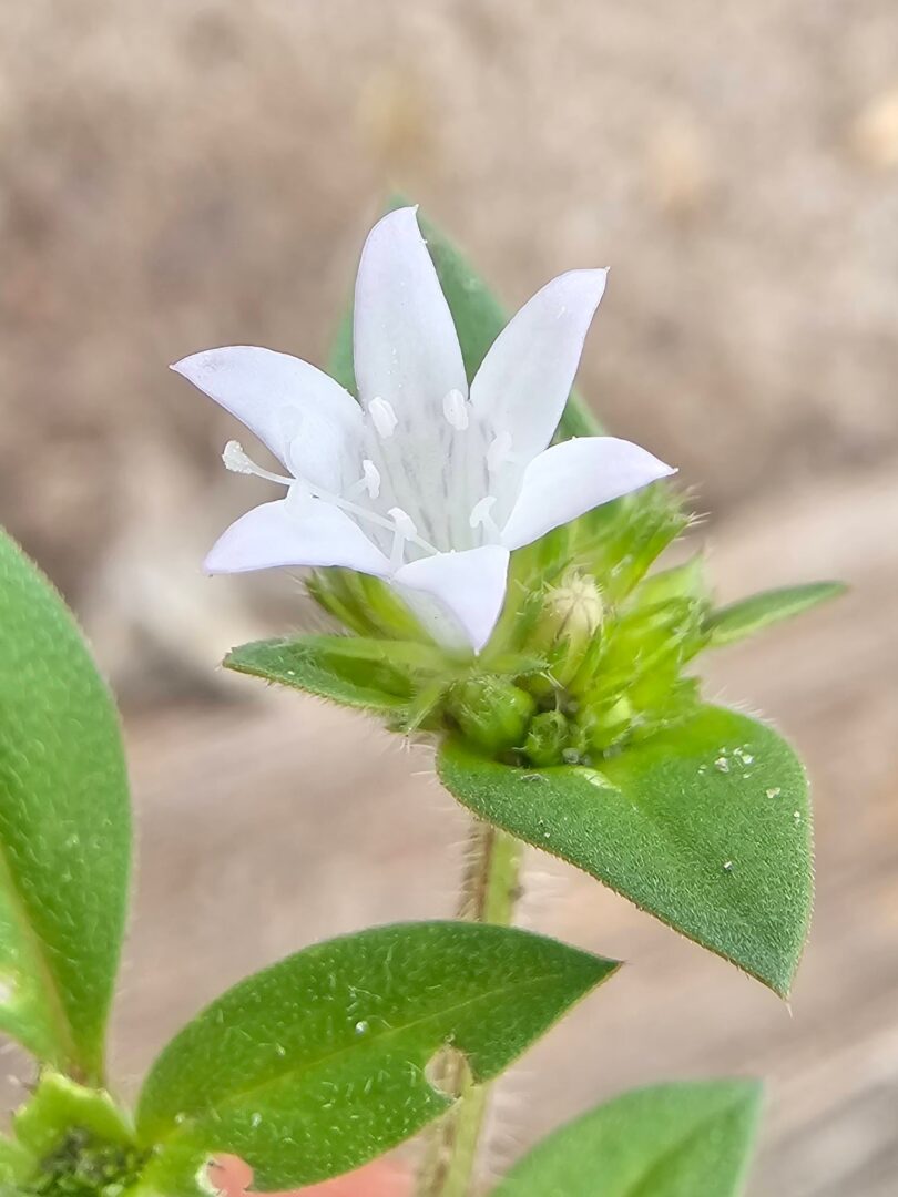 Richardia grandiflora (Cham. & Schltdl.) Steud. - Poaia-do-campo