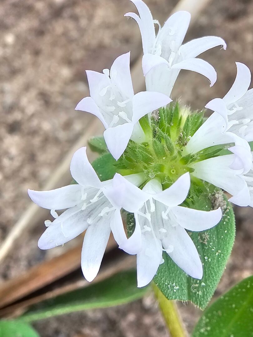 Richardia grandiflora (Cham. & Schltdl.) Steud. - Poaia-do-campo