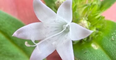Richardia grandiflora (Cham. & Schltdl.) Steud. - Poaia-do-campo