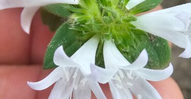 Richardia grandiflora (Cham. & Schltdl.) Steud. - Poaia-do-campo