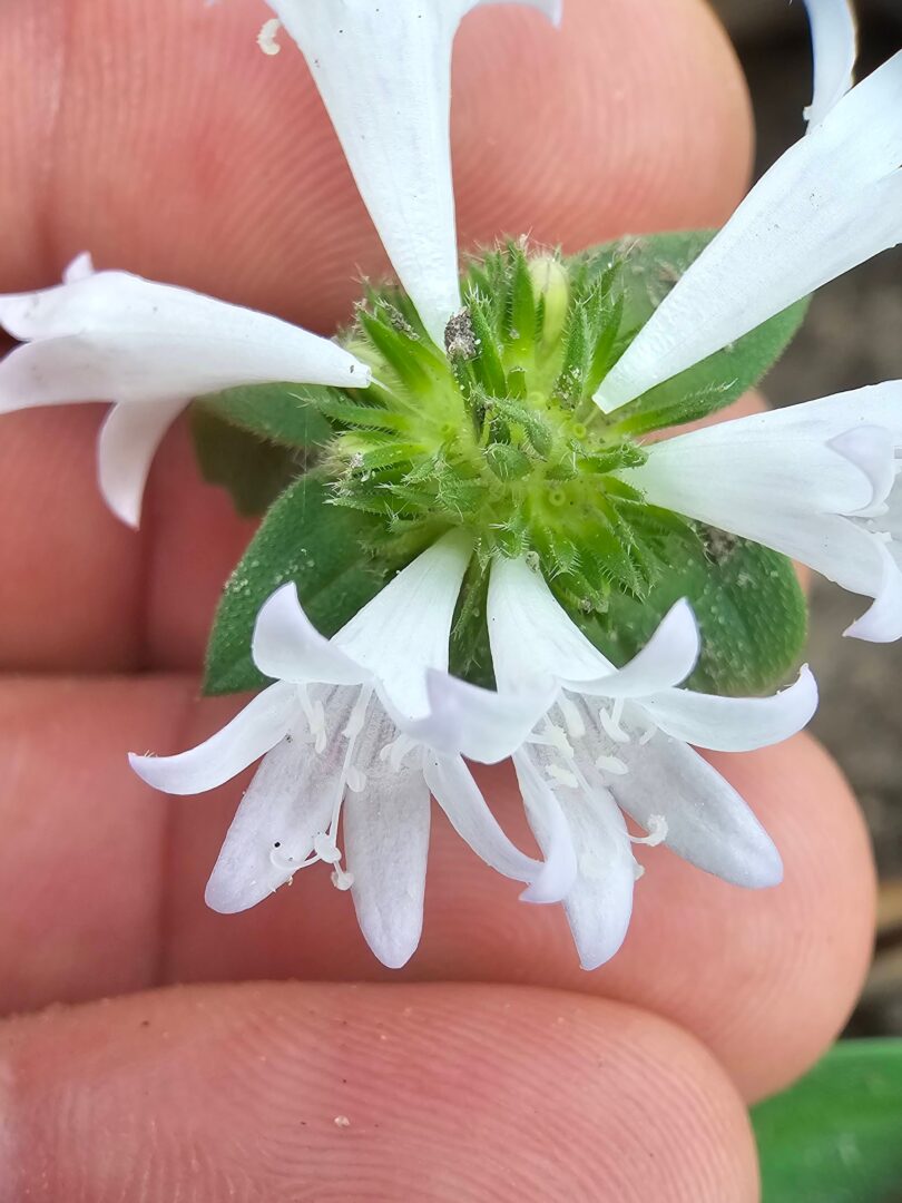 Richardia grandiflora (Cham. & Schltdl.) Steud. - Poaia-do-campo