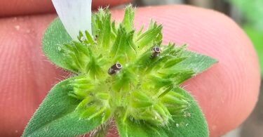 Richardia grandiflora (Cham. & Schltdl.) Steud. - Poaia-do-campo