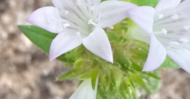 Richardia grandiflora (Cham. & Schltdl.) Steud. - Poaia-do-campo