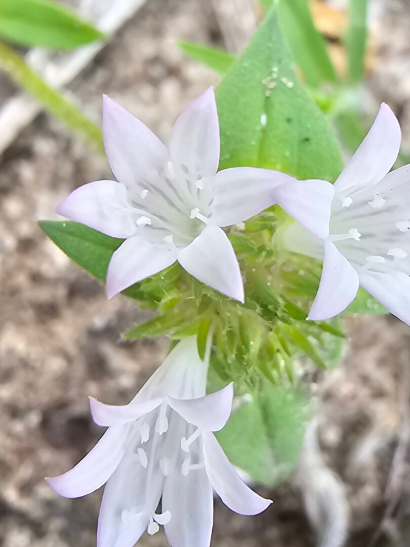 Richardia grandiflora (Cham. & Schltdl.) Steud. - Poaia-do-campo