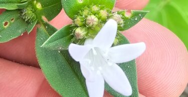 Richardia grandiflora (Cham. & Schltdl.) Steud. - Poaia-do-campo