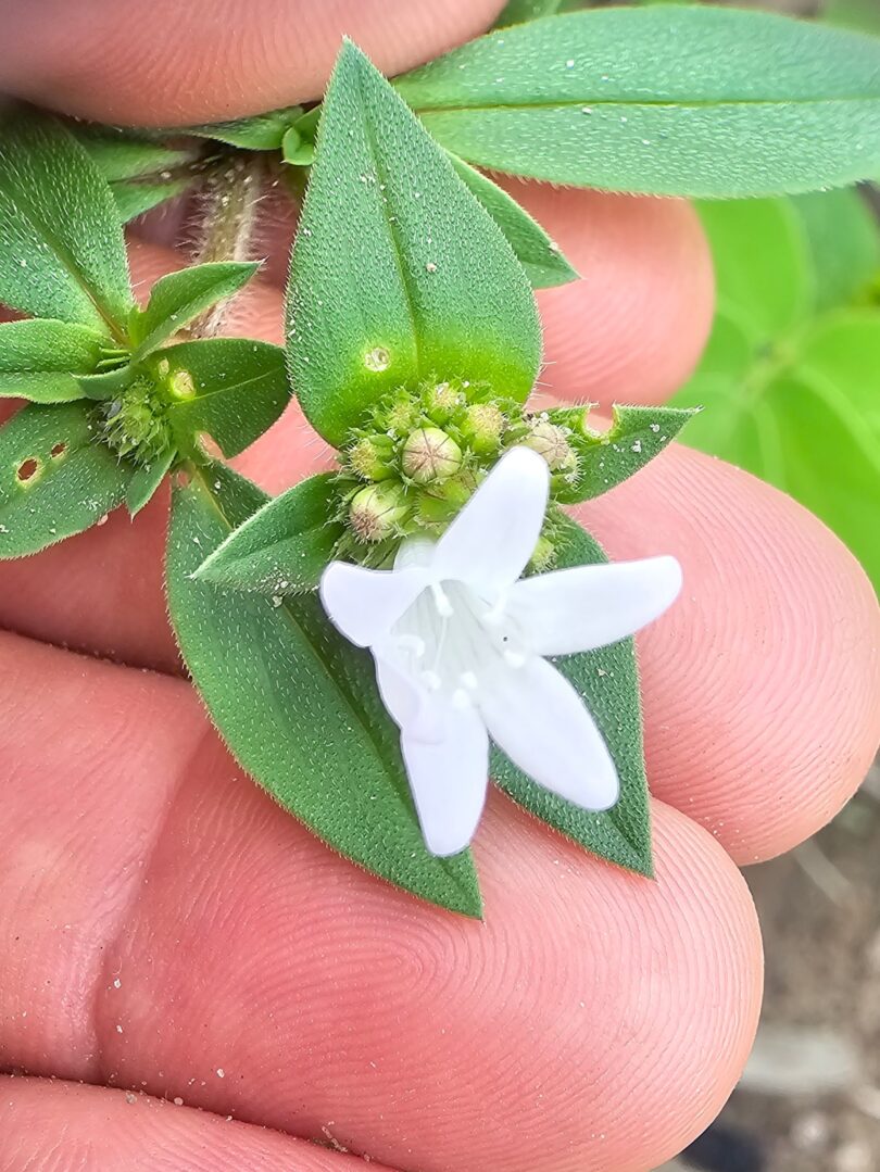 Richardia grandiflora (Cham. & Schltdl.) Steud. - Poaia-do-campo