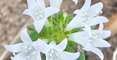 Richardia grandiflora (Cham. & Schltdl.) Steud. - Poaia-do-campo