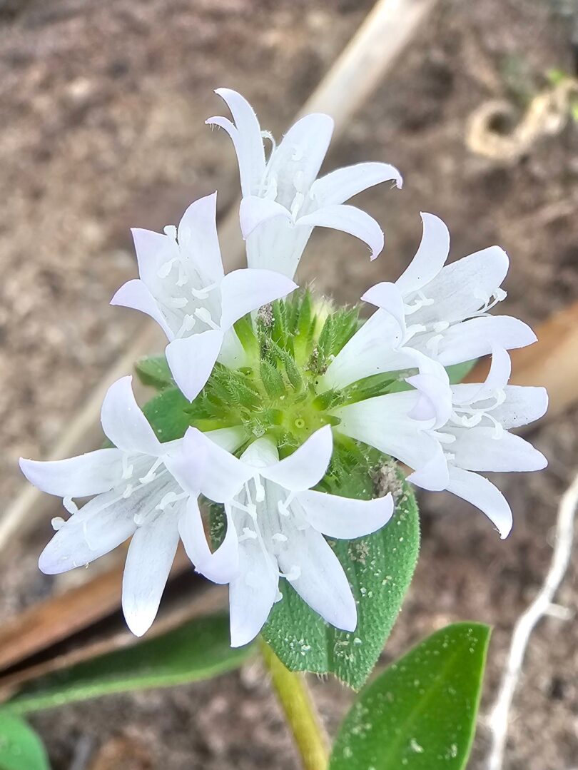 Richardia grandiflora (Cham. & Schltdl.) Steud. - Poaia-do-campo