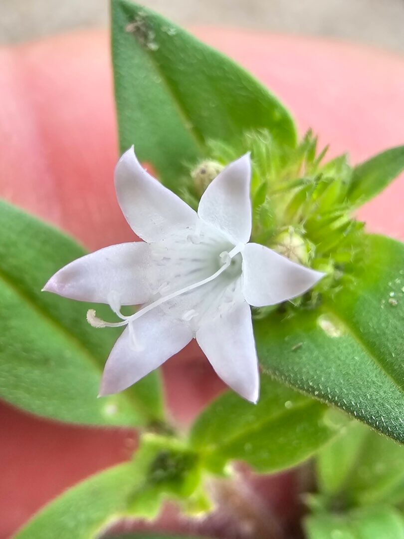 Richardia grandiflora (Cham. & Schltdl.) Steud. - Poaia-do-campo