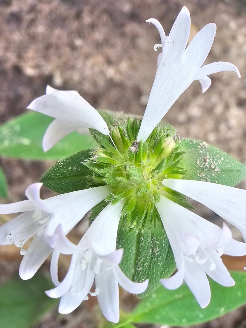 Richardia grandiflora (Cham. & Schltdl.) Steud. - Poaia-do-campo