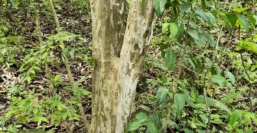 Jabuticaba-de-alagoas - Plinia sp.