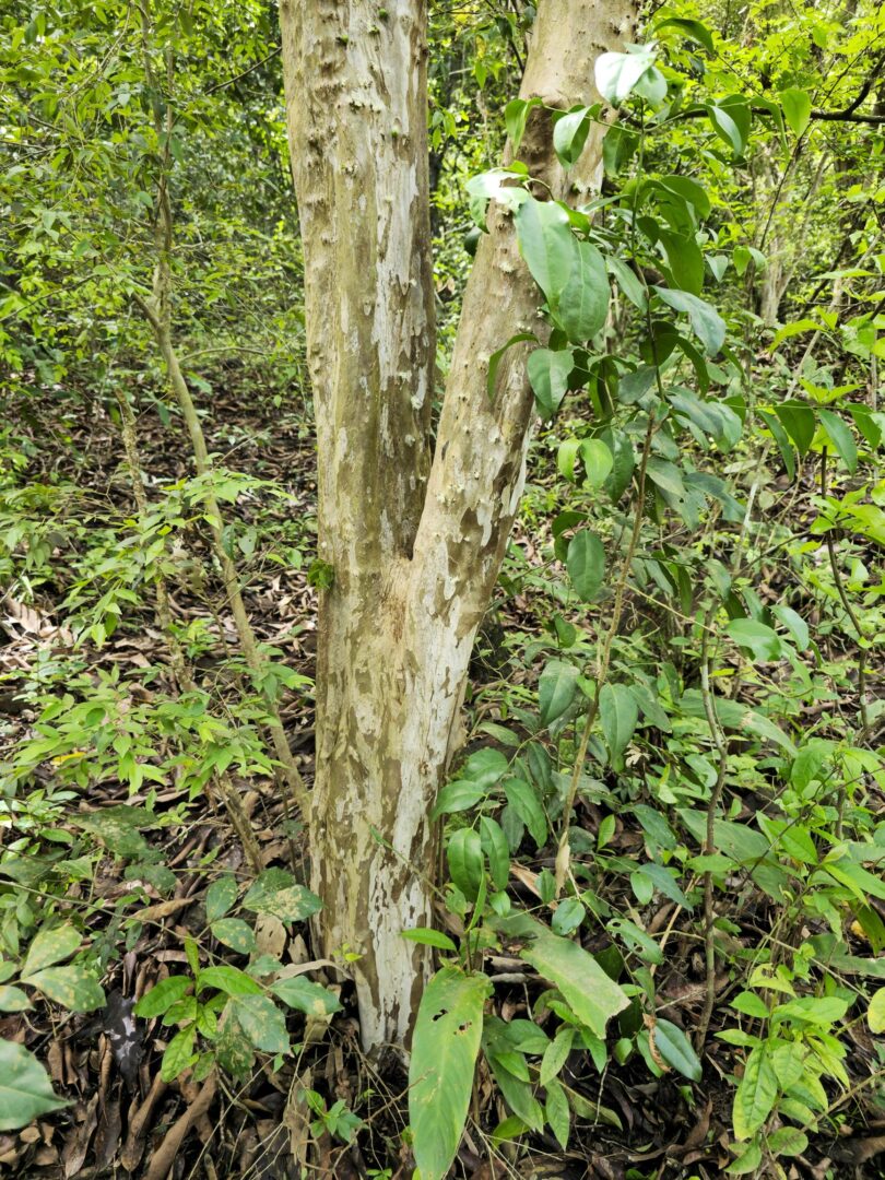 Jabuticaba-de-alagoas - Plinia sp.