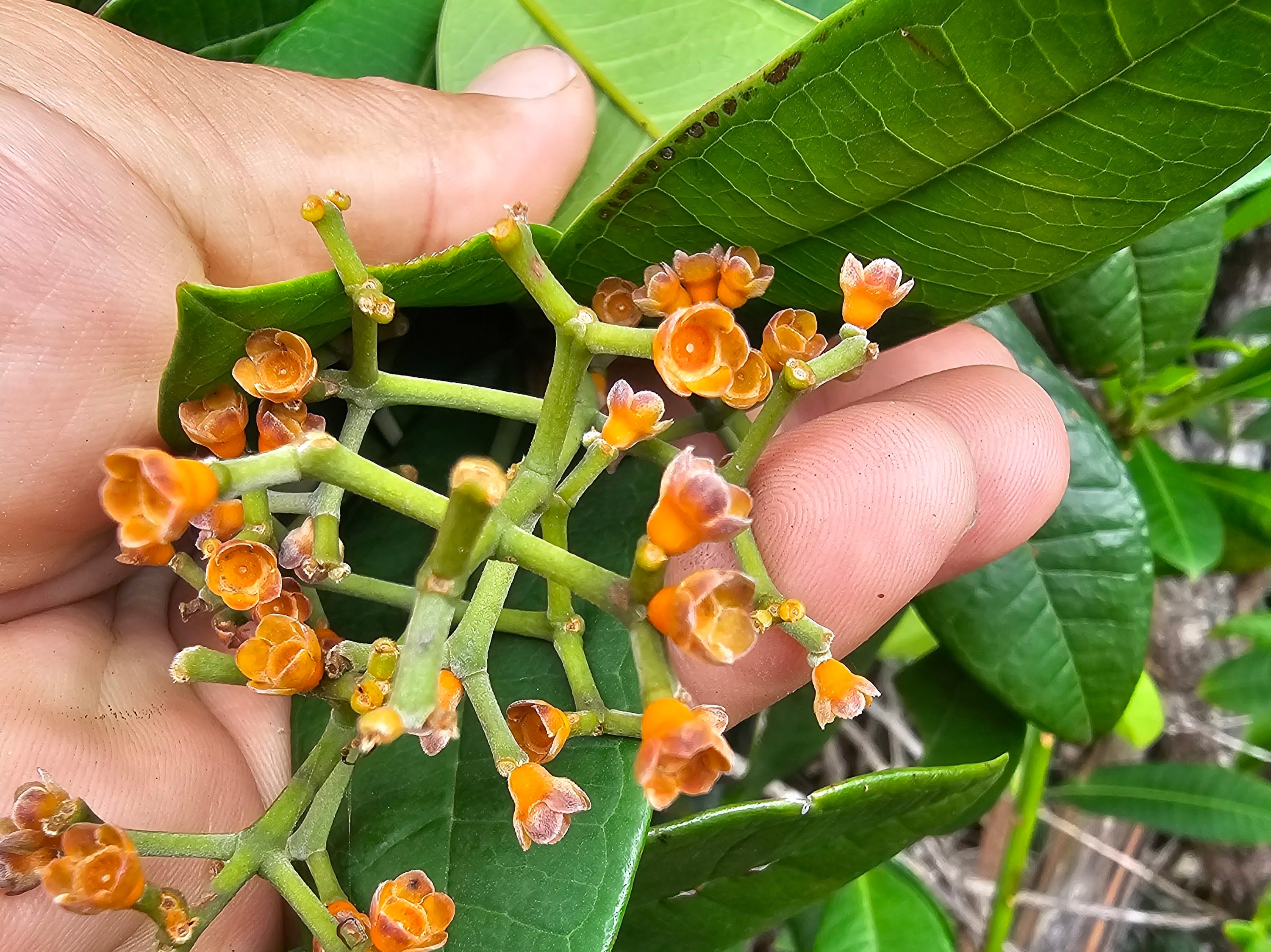 Flores - Myrcia rosangelae NicLugh.