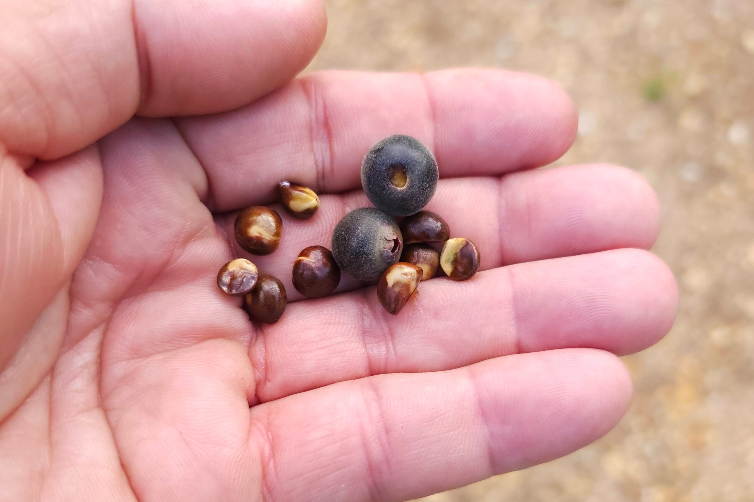 Fruto - Myrcia rosangelae NicLugh.