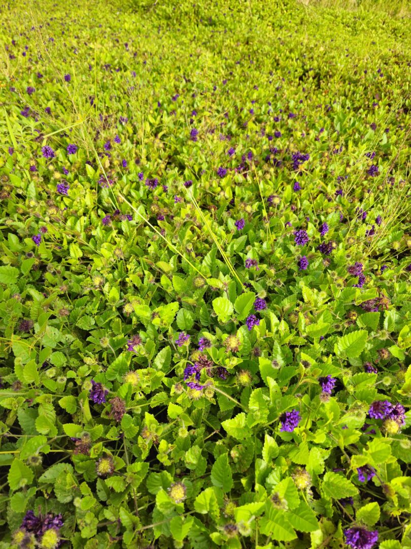 Menta rasteira - Rhaphiodon echinus Schauer